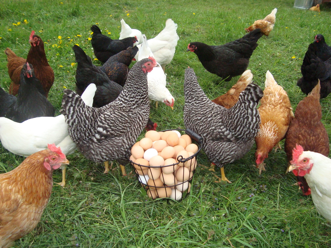 Mơ thấy gà mái : Nằm mơ thấy gà mái đang đẻ trứng trong tổ tại nhà mình có nghĩa là bạn sắp có nhiều tiền